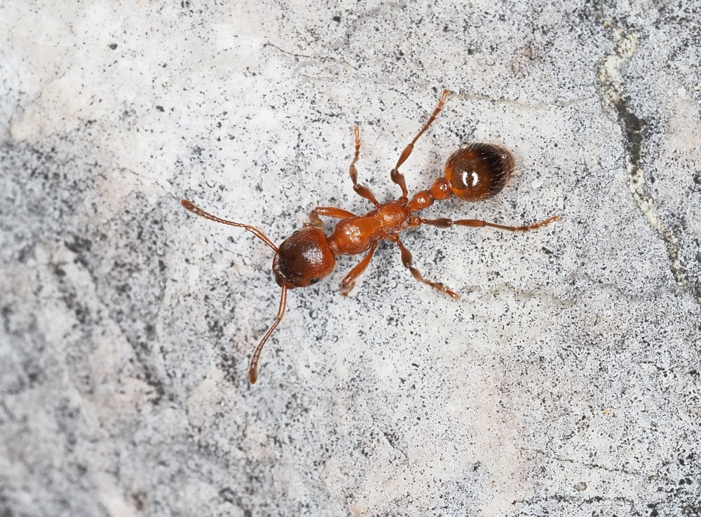 Manica rubida?