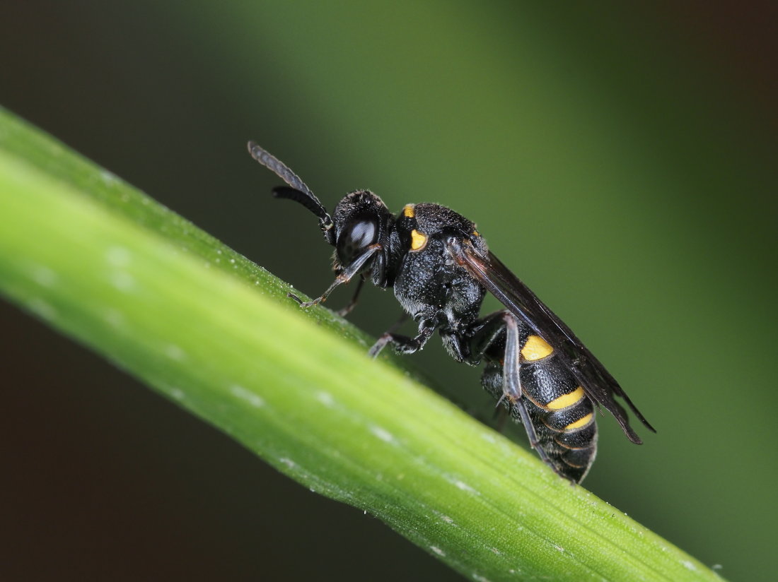 Crabronidae: Nysson trimaculatus? S, femmina
