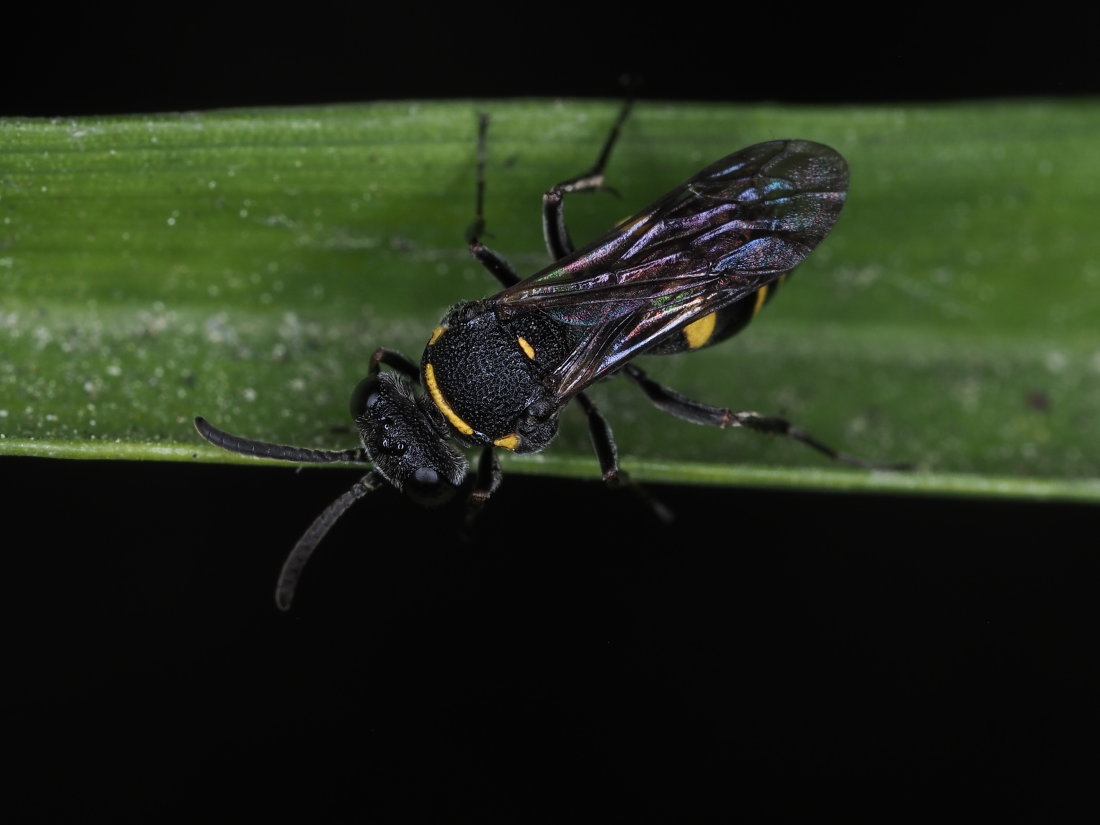 Crabronidae: Nysson trimaculatus? S, femmina