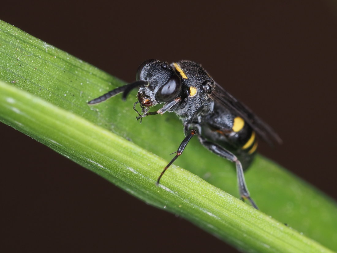 Crabronidae: Nysson trimaculatus? S, femmina