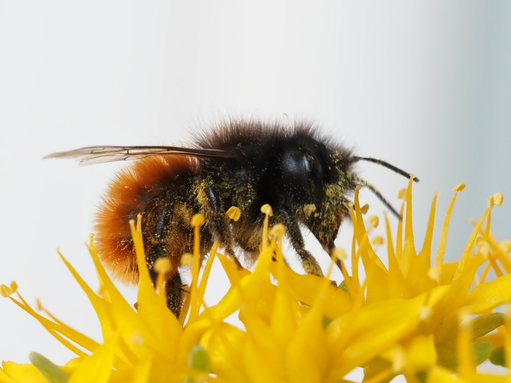 Osmia cornuta?
