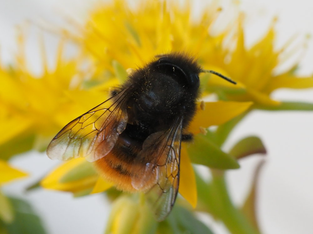 Osmia cornuta?