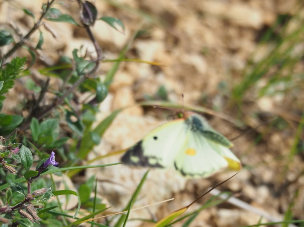 Colias alfacariensis o Colias hyale? Colias alfacariensis