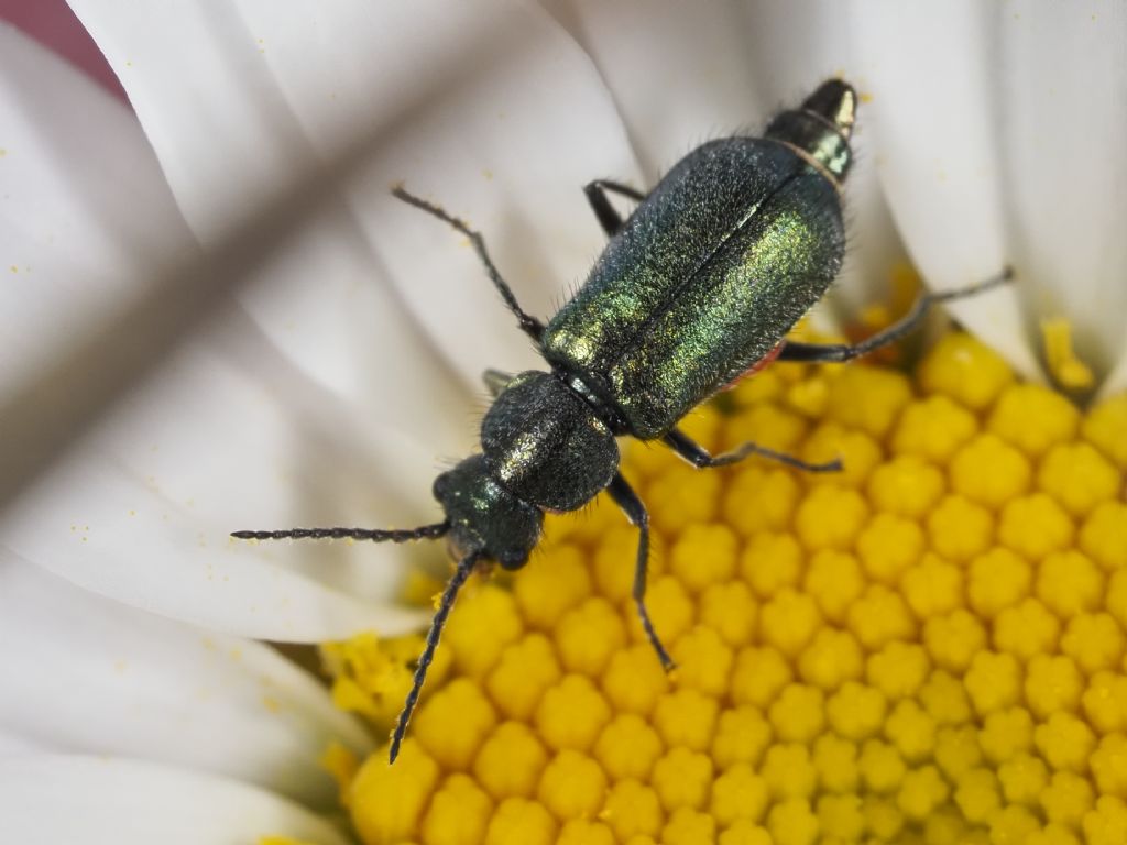 Clanoptilus affinis subconcolor (Malachiidae)