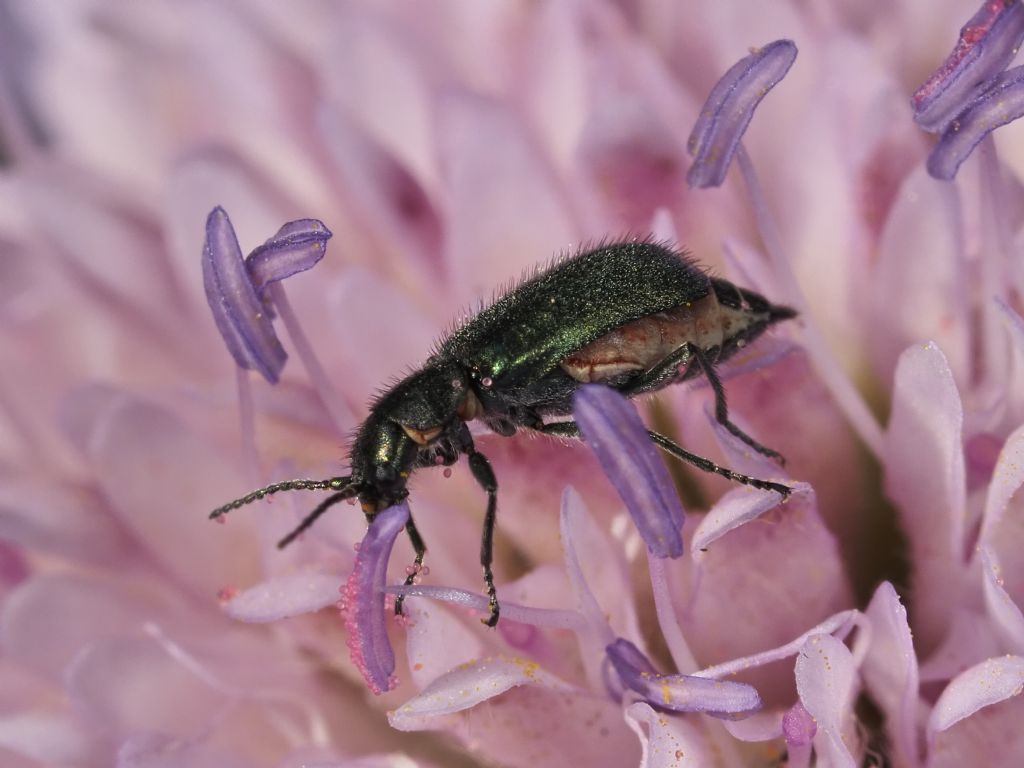 Clanoptilus affinis subconcolor (Malachiidae)