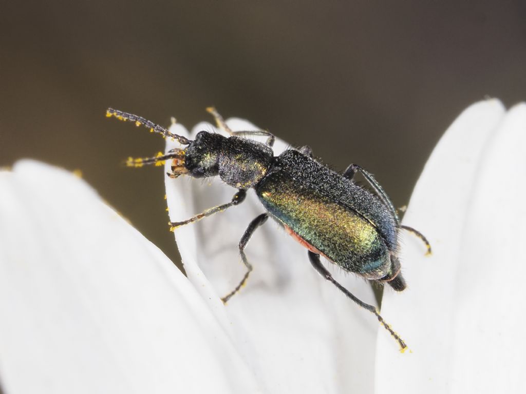 Clanoptilus affinis subconcolor (Malachiidae)