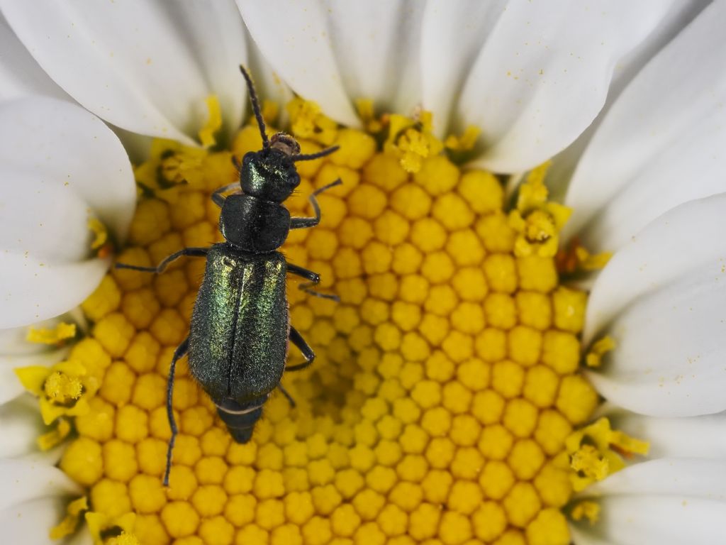 Clanoptilus affinis subconcolor (Malachiidae)