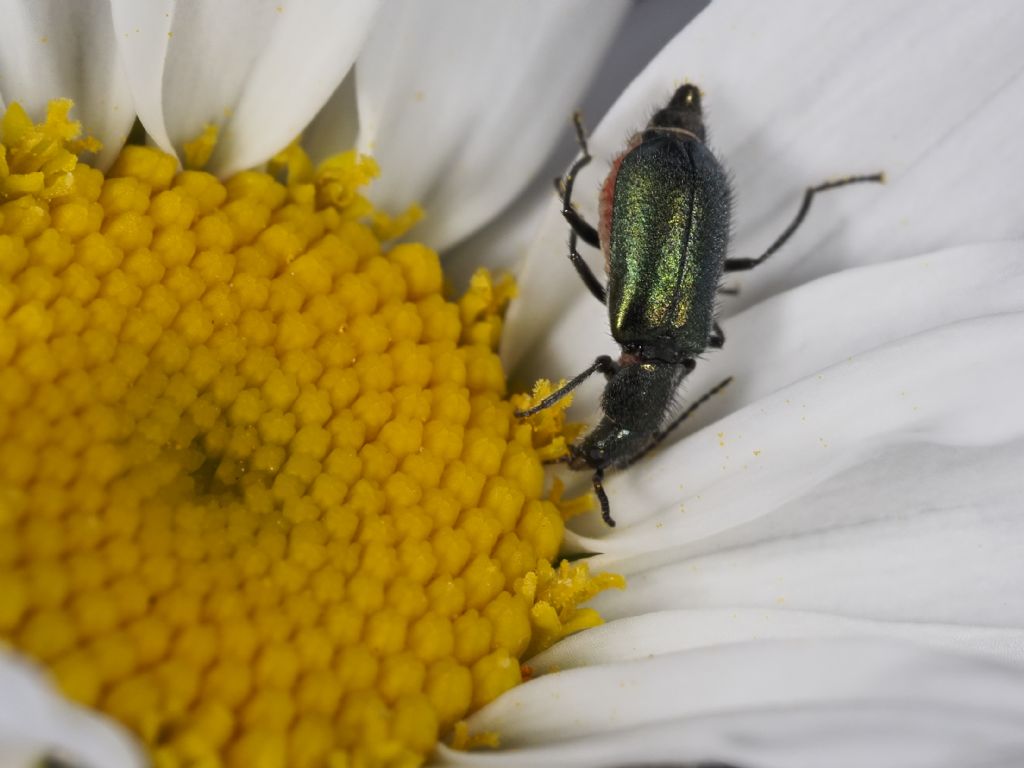 Clanoptilus affinis subconcolor (Malachiidae)