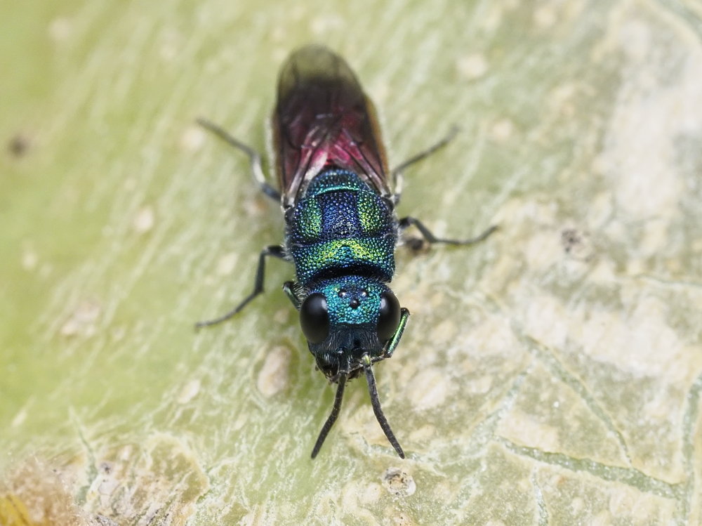 Chrysididae da identificare 1: Chrysis maderi