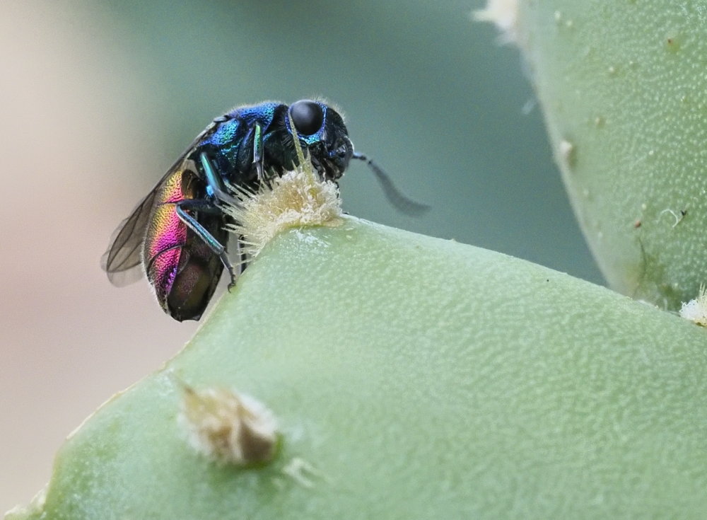 Chrysididae da identificare 1: Chrysis maderi