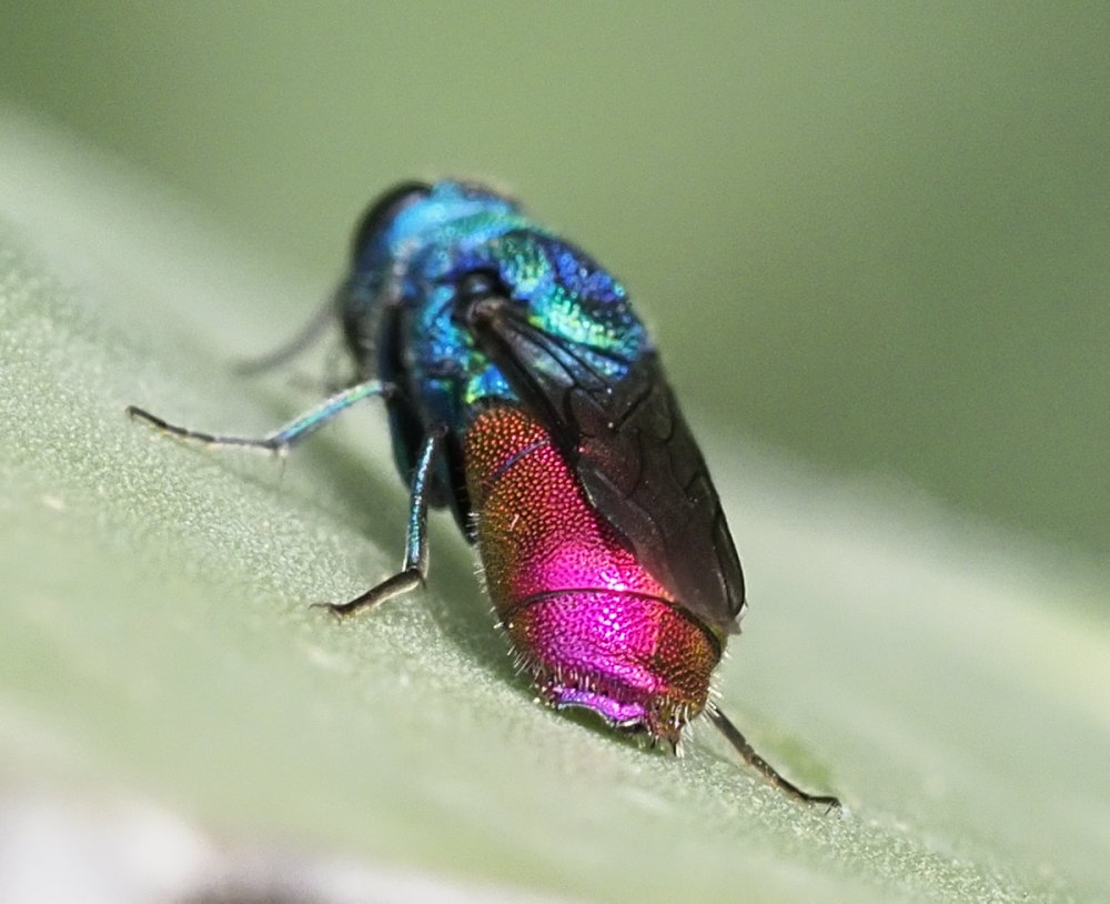 Chrysididae da identificare 1: Chrysis maderi