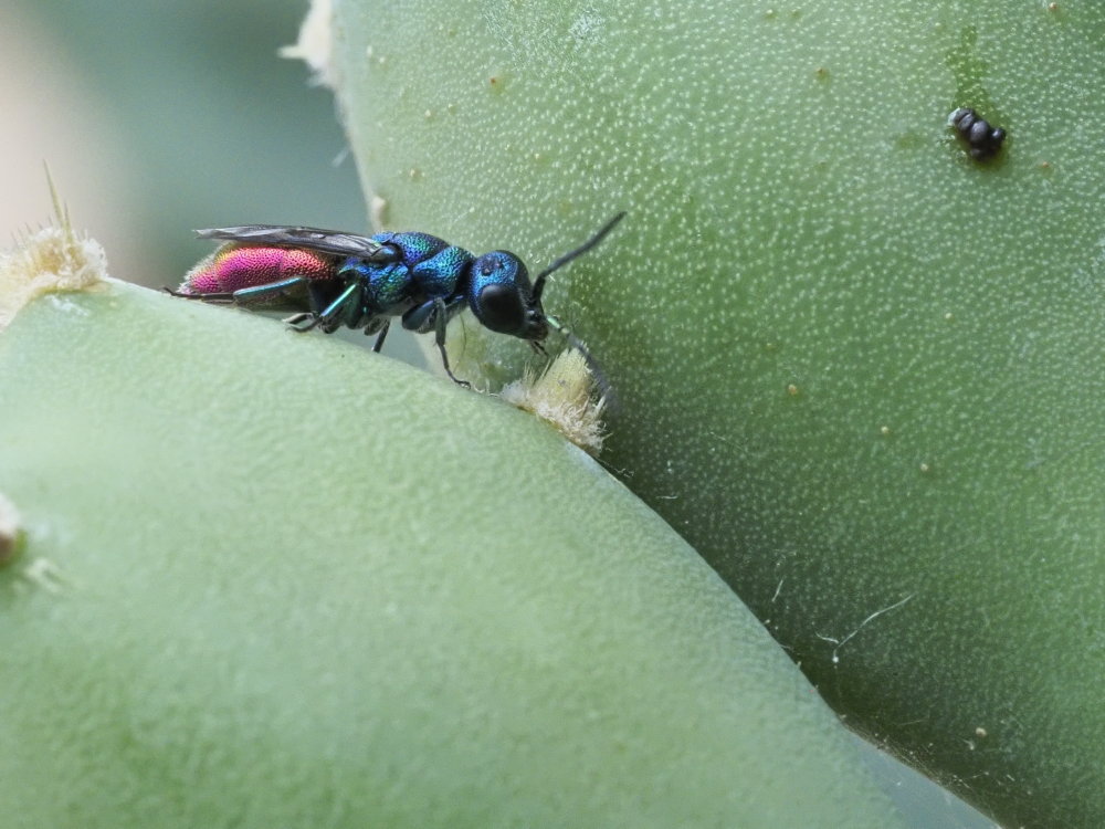 Chrysididae da identificare 1: Chrysis maderi