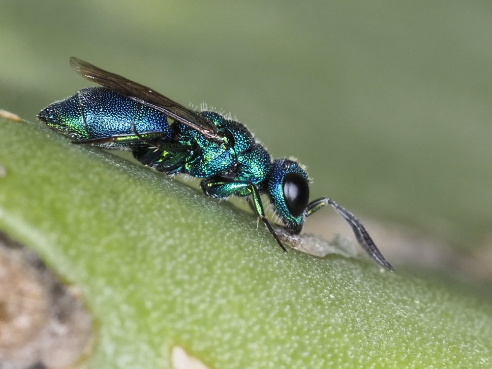 Chrysididae da identificare 2: Chrysis ragusae