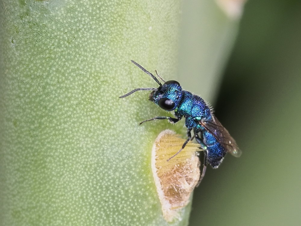 Chrysididae da identificare 2: Chrysis ragusae