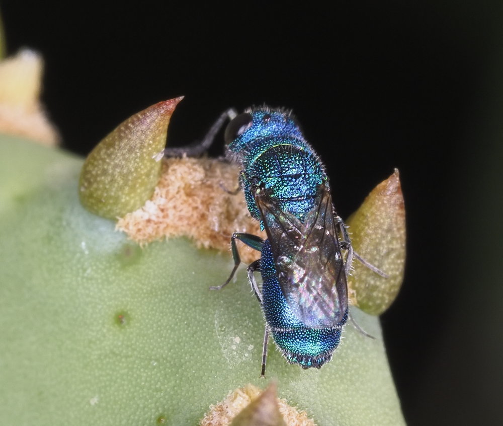 Chrysididae da identificare 2: Chrysis ragusae