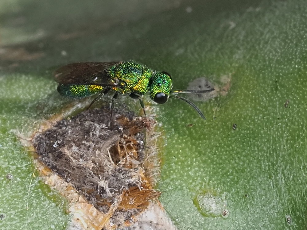 Chrysididae da identificare 3: Chrysidea persica