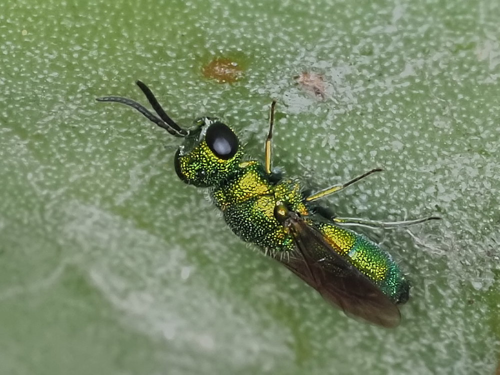 Chrysididae da identificare 3: Chrysidea persica