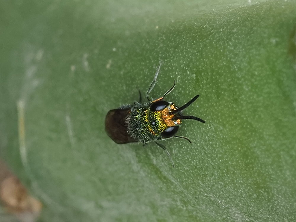 Chrysididae da identificare 3: Chrysidea persica