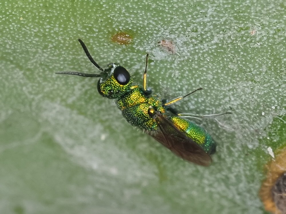 Chrysididae da identificare 3: Chrysidea persica