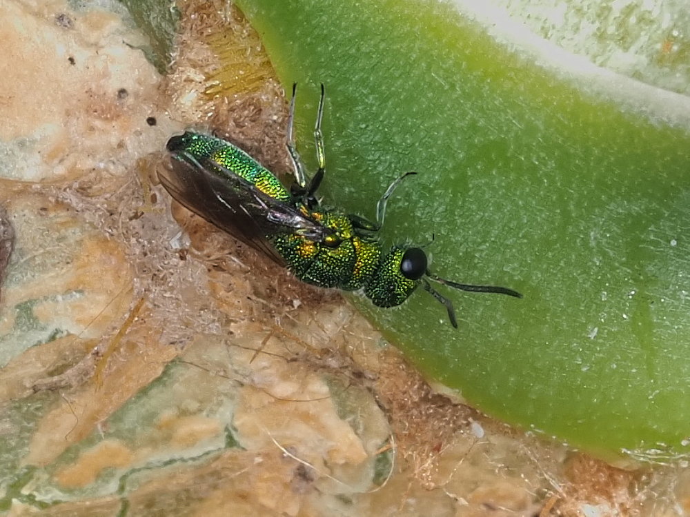 Chrysididae da identificare 3: Chrysidea persica