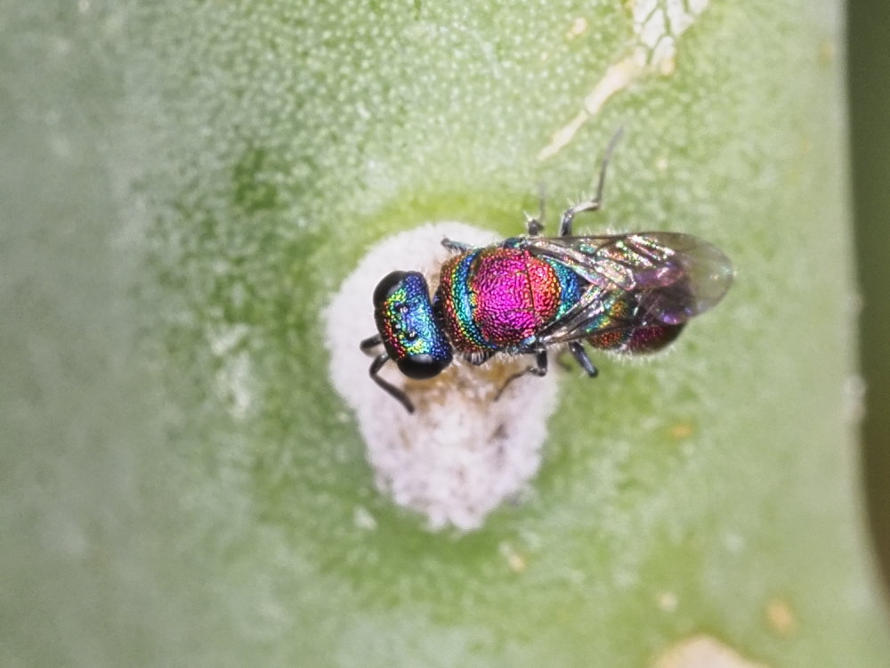 Chrysididae da identificare 4: Chrysis auriceps