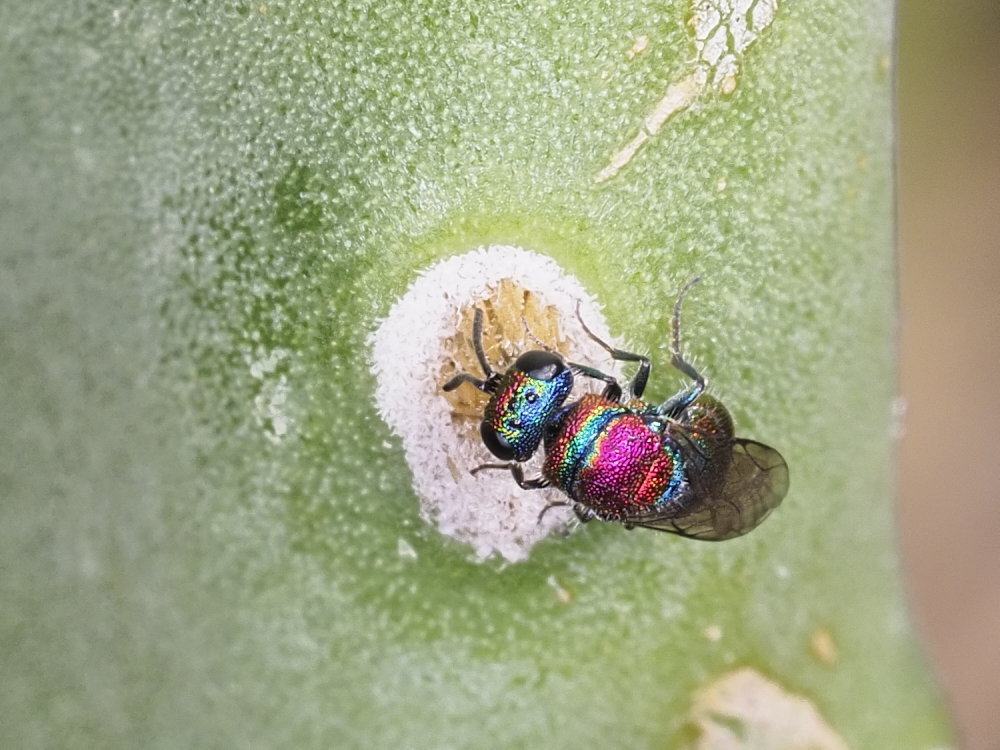 Chrysididae da identificare 4: Chrysis auriceps