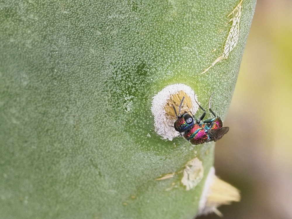 Chrysididae da identificare 4: Chrysis auriceps