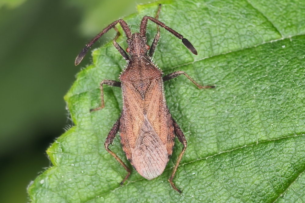 Coreidae:  Coriomeris affinis (cfr.)