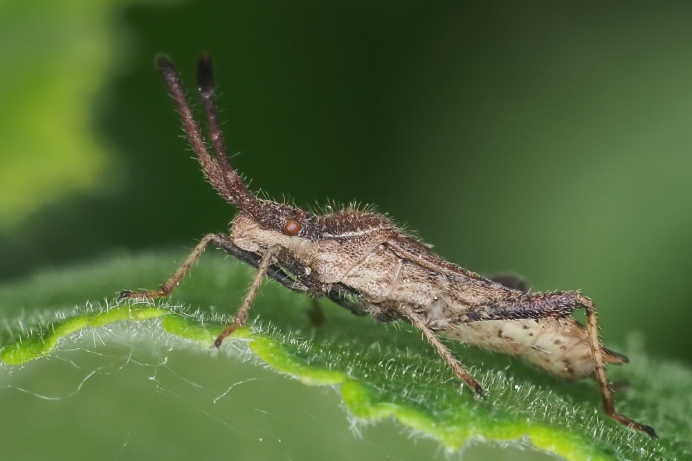 Coreidae:  Coriomeris affinis (cfr.)