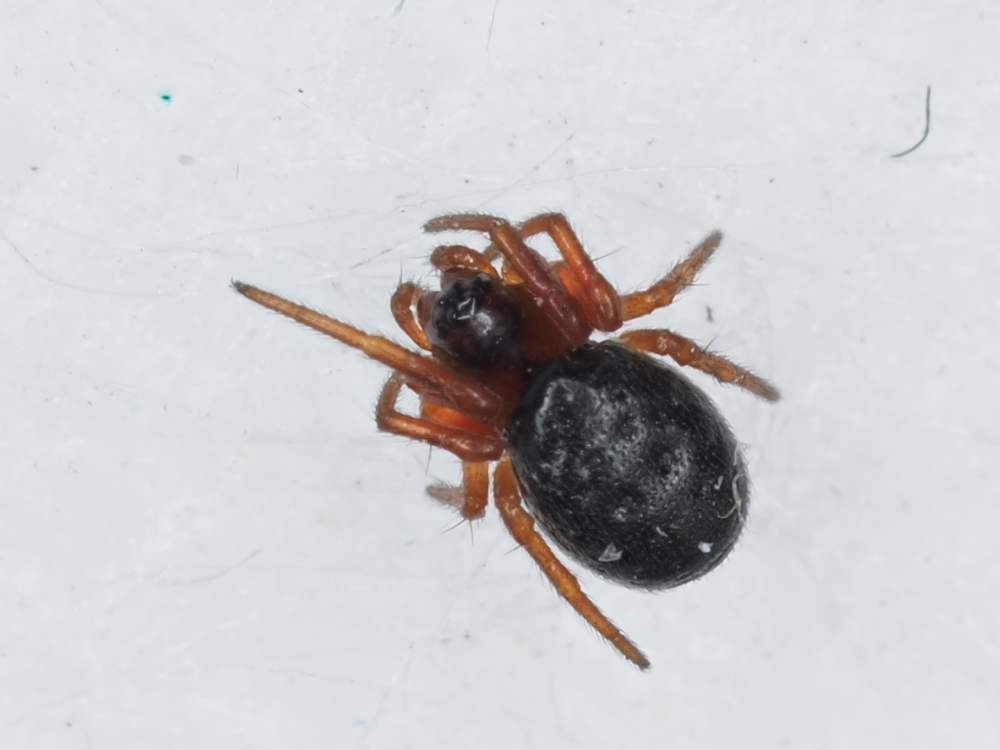 Robertus sp. Theridiidae