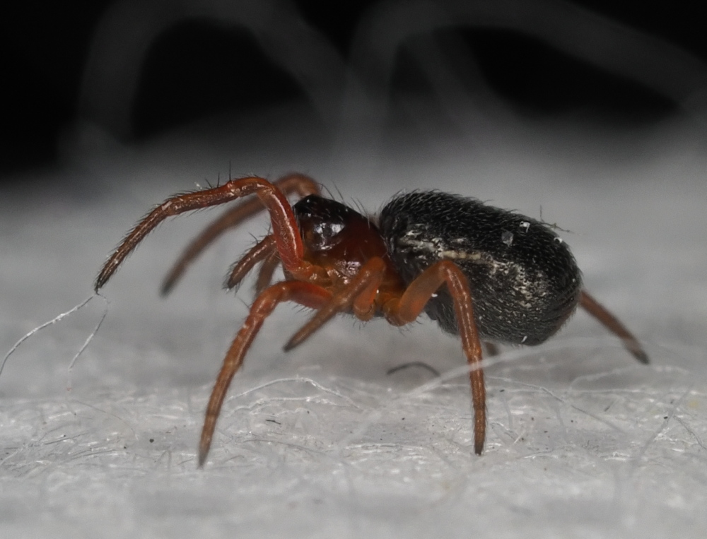 Robertus sp. Theridiidae