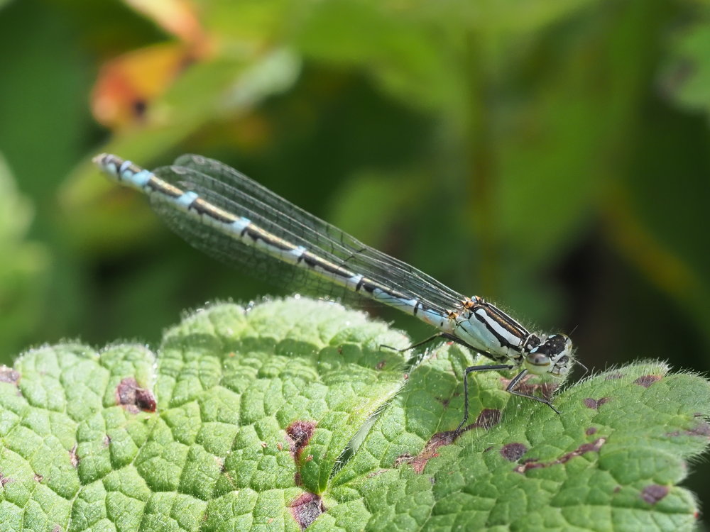 Da identificare 1: Enallagma cyathigerum