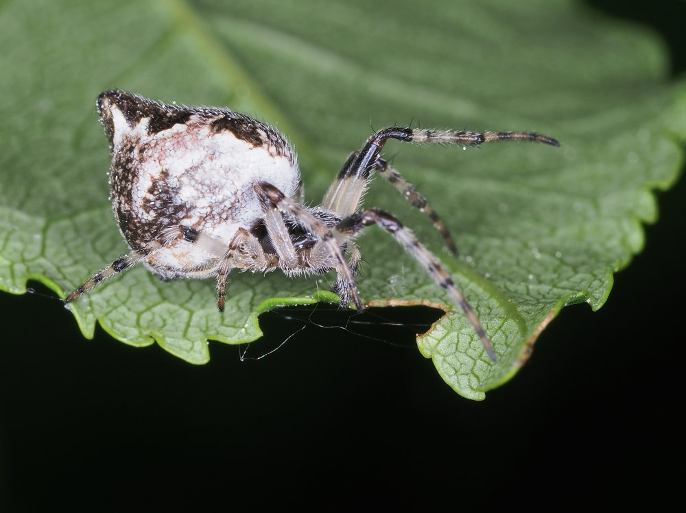 Araneidae:   Cyclosa sp.  - Monte Conero (AN)