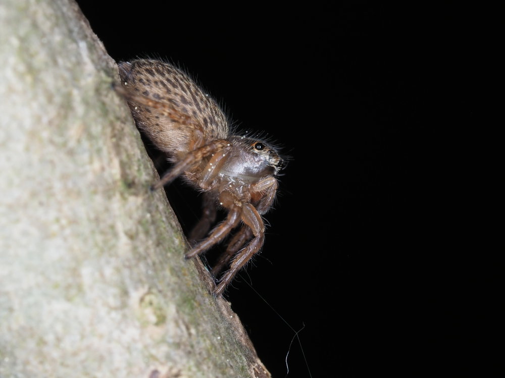 Salticidae: Euophrys frontalis, femmina - Monte Conero (AN)