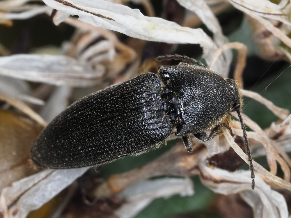 Elateridae: Melanotus punctolineatus