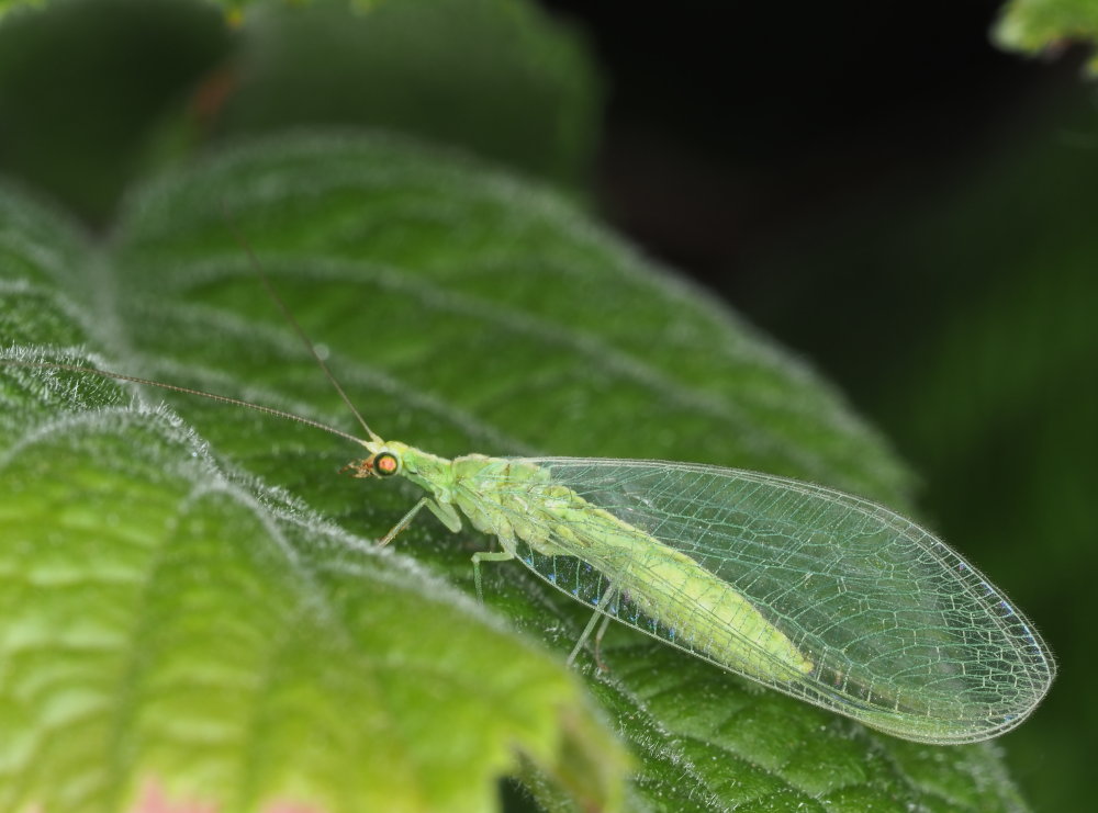 Chrysopidae da identificare