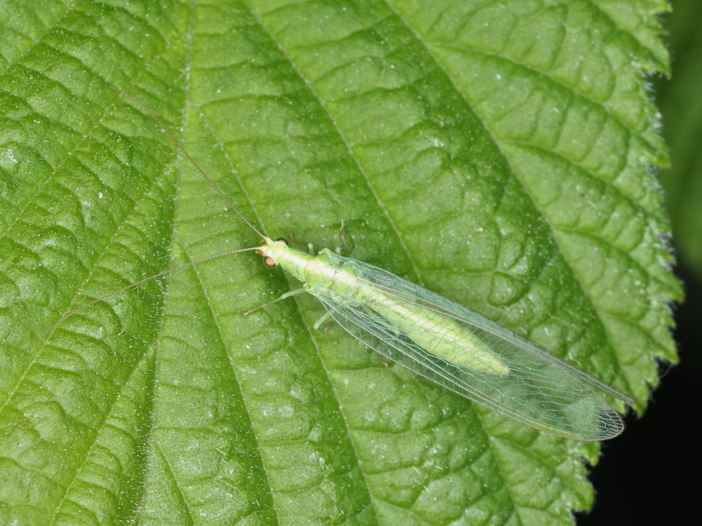 Chrysopidae da identificare