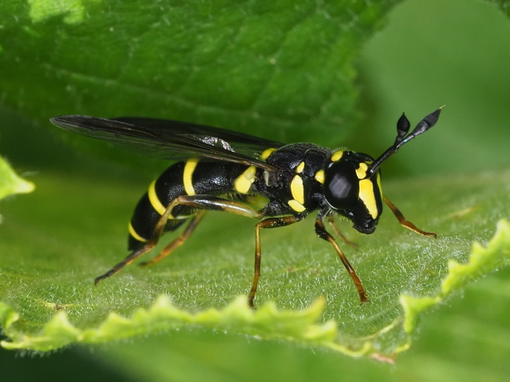 Syrphidae: Ceriana conopsoides? S