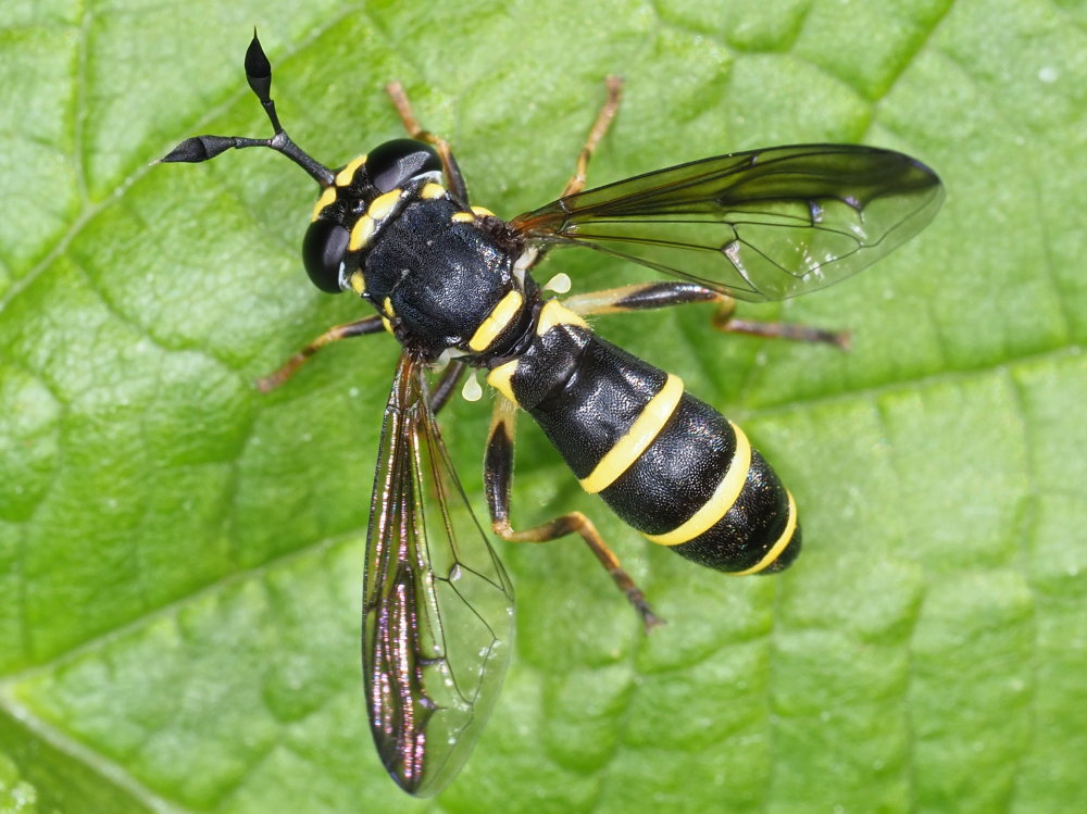 Syrphidae: Ceriana conopsoides? S