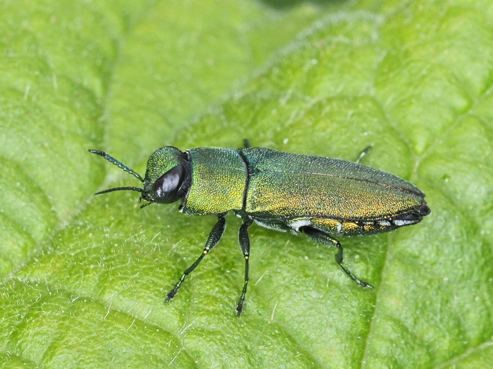 Buprestidae: Anthaxia hungarica? No, maschio di A. millefolii polychloros