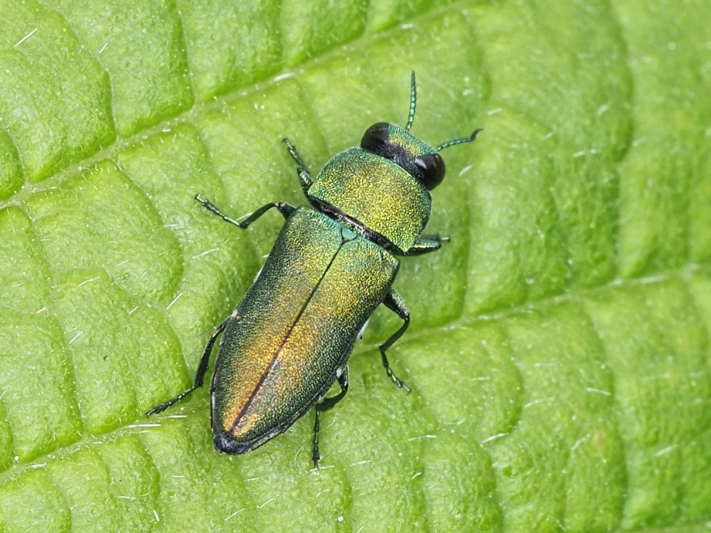 Buprestidae: Anthaxia hungarica? No, maschio di A. millefolii polychloros