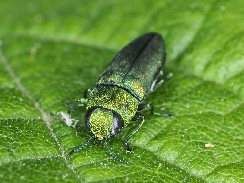 Buprestidae: Anthaxia hungarica? No, maschio di A. millefolii polychloros