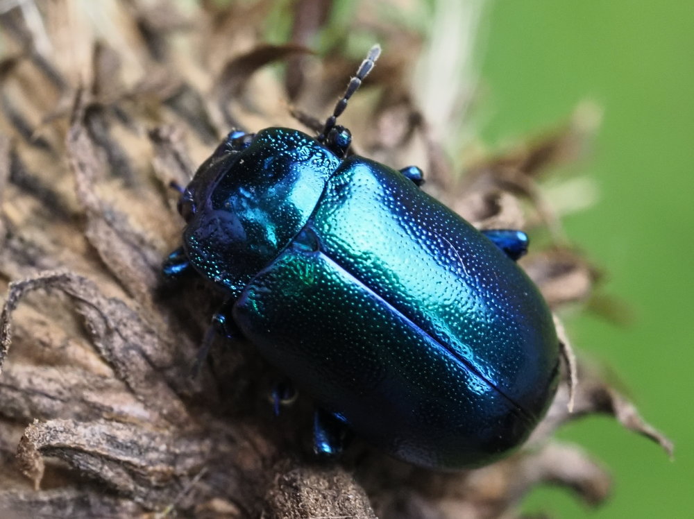 Chrysolina coerulans? No, Oreina sp.