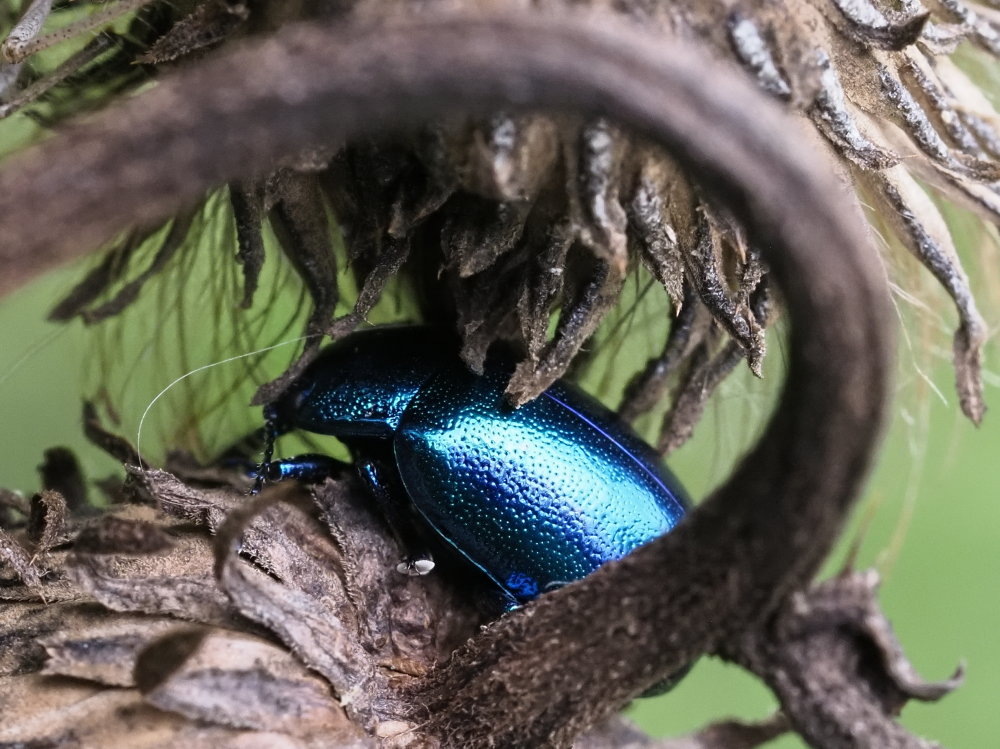 Chrysolina coerulans? No, Oreina sp.