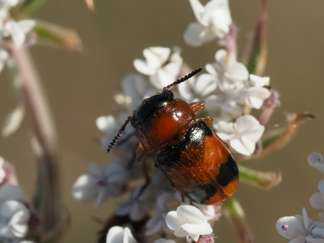 Coptocephala unifasciata? S