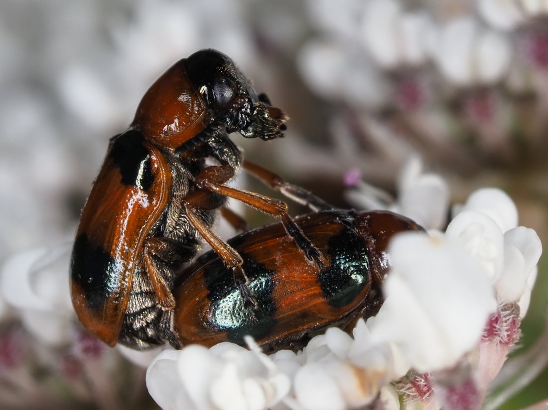 Coptocephala unifasciata? S