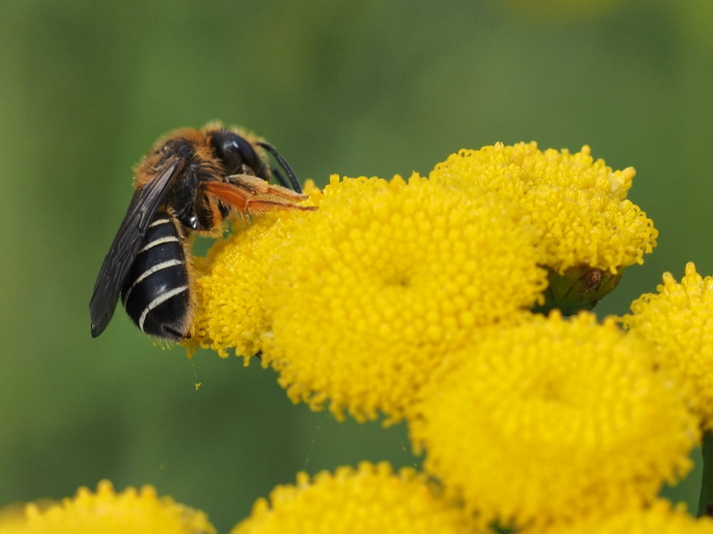 Halictus rubicundus (Apidae Halictinae)