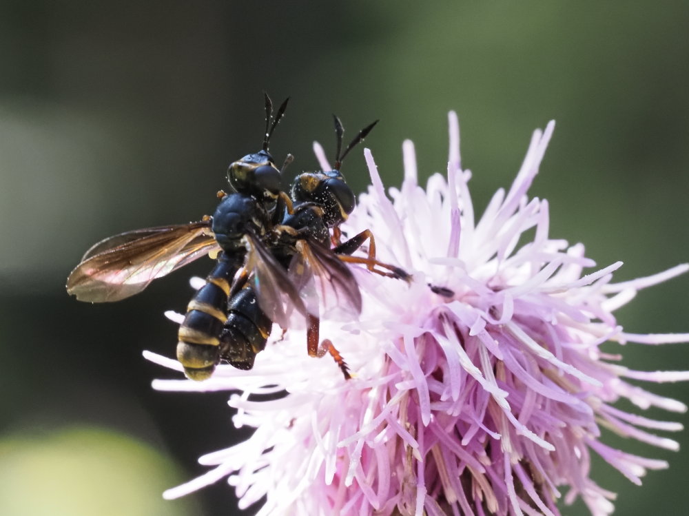 Conopidae: Conops ceriaeformis