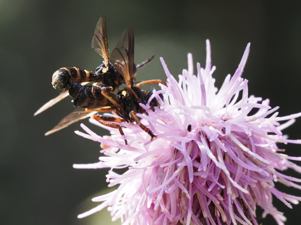 Conopidae: Conops ceriaeformis