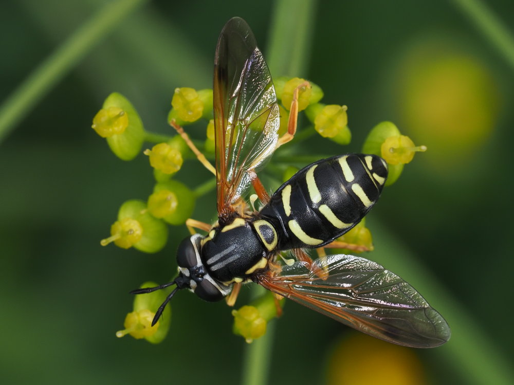 Chrysotoxum festivum? No,  Chrysotoxum gracile, femmina